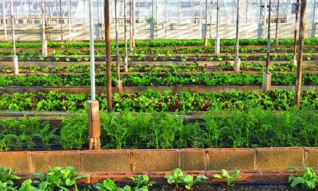 теплиця, тепличний бізнес, бізнес-план тепличного бізнесу, які культури можна вирощувати у теплиці, переваги та недоліки тепличного бізнесу