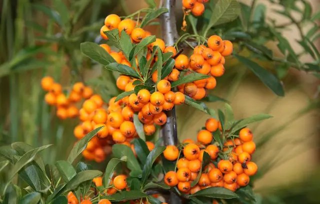 обліпиха, вирощування обліпихи, бізнес по вирощуванню обліпихи, ідеї для бізнесу по вирощуванні обліпихи