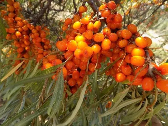 обліпиха, вирощування обліпихи, бізнес по вирощуванню обліпихи, ідеї для бізнесу по вирощуванні обліпихи