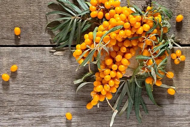 обліпиха, вирощування обліпихи, бізнес по вирощуванню обліпихи, ідеї для бізнесу по вирощуванні обліпихи