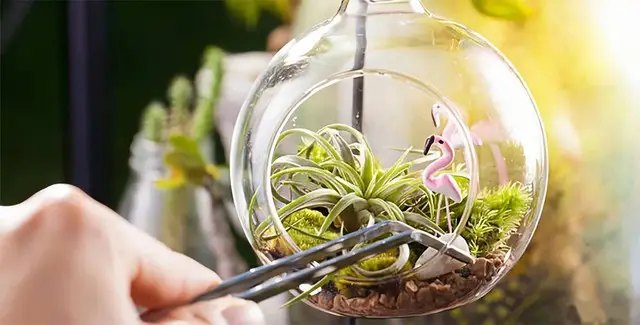 флораріум, флораріум своїми руками, створення флораріума, як створити флораріум