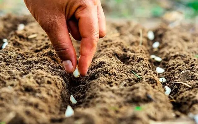 календар, місячний календар, місячний календар садівника, місячний календар городника, місячний календар на лютий 2025 року