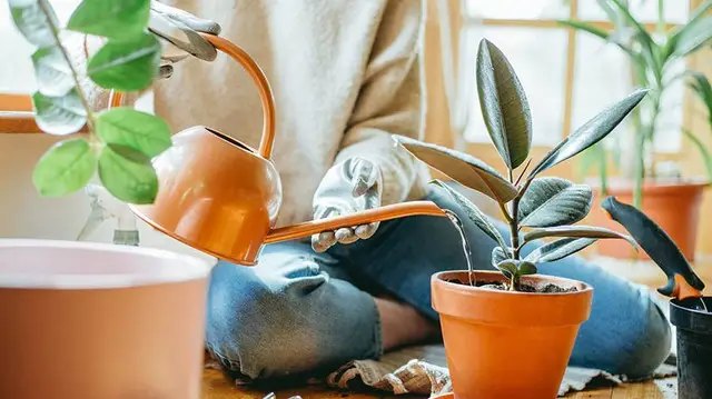 календар, місячний календар, місячний календар садівника, місячний календар городника, місячний календар на лютий 2025 року