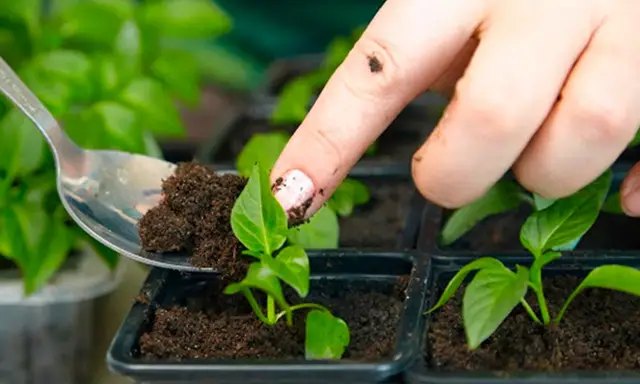 перець, вирощування перцю, розсада перцю, вирощування розсади перцю, помилки при вирощування розсади перцю