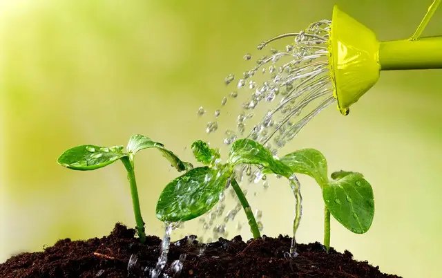 перець, вирощування перцю, розсада перцю, вирощування розсади перцю, помилки при вирощування розсади перцю