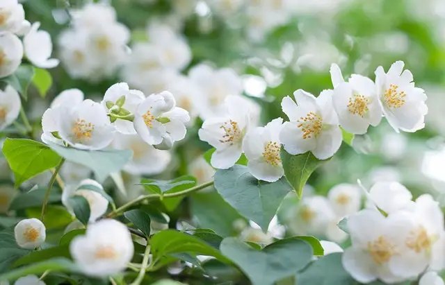 кущі, кущі, що цвітуть навесні, найкращі кущі, магнолія, бузок, рододендрон, форзиція, жасмін, спірея, барбарис, деревовидна півонія