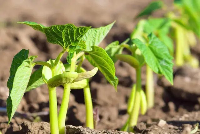 місячний календар садівника, місячний календар городника, місячний календар на березень, місячний календар садівника та городника на березень 2025 року