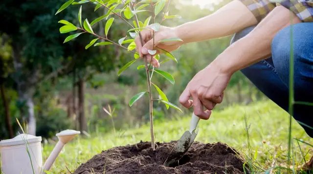 місячний календар садівника, місячний календар городника, місячний календар на березень, місячний календар садівника та городника на березень 2025 року