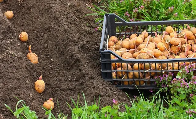 картопля,вирощування картоплі, посадка картоплі, ранні сорти картоплі, топ 10 ранніх сортів картоплі