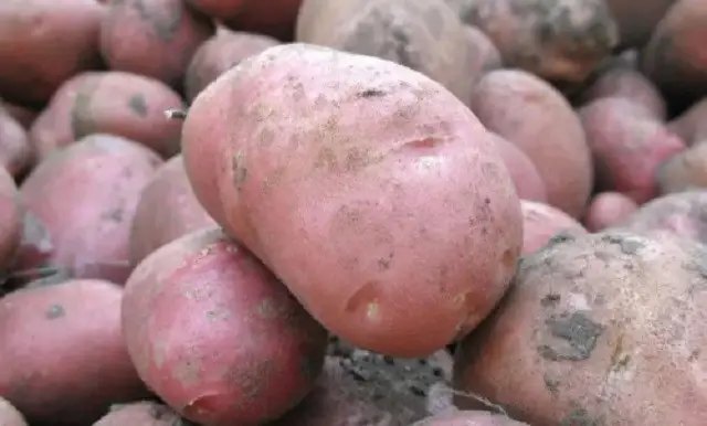 картопля,вирощування картоплі, посадка картоплі, ранні сорти картоплі, топ 10 ранніх сортів картоплі