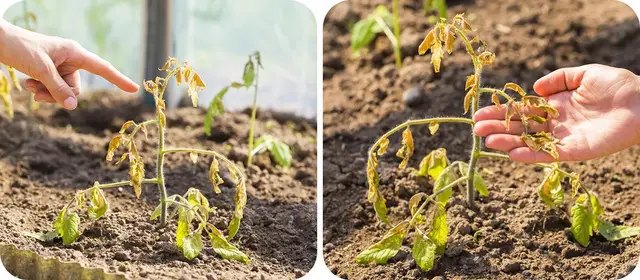 Чи можливе відновлення помідорів після заморозків? помідори, вирощування помідорів, посадка помідорів, заморозки у травні, чи можна врятувати помідори після заморозків у травні