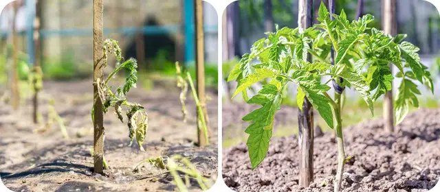 Як швидко допомогти помідорами, які постраждали від заморозків? помідори, вирощування помідорів, посадка помідорів, заморозки у травні, чи можна врятувати помідори після заморозків у травні