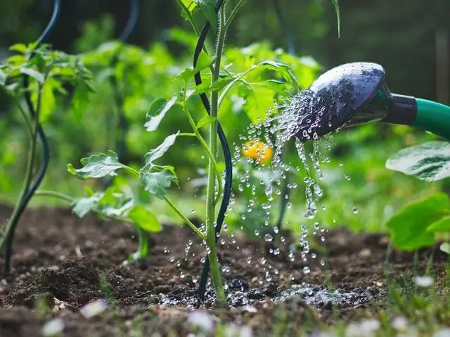 Є декілька ефективних засобів для відновлення томатів. помідори, вирощування помідорів, посадка помідорів, заморозки у травні, чи можна врятувати помідори після заморозків у травні