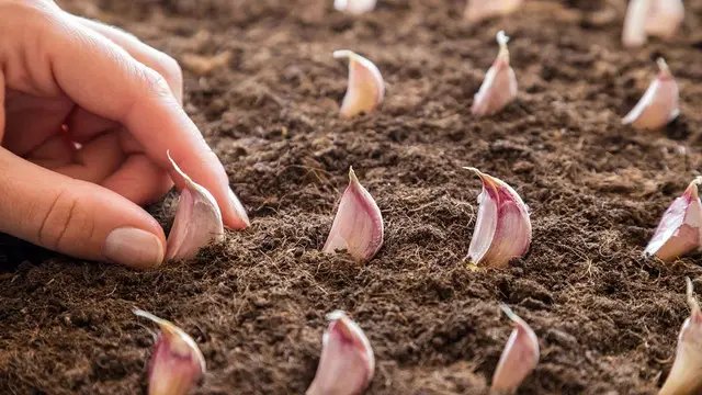 місячний календар, календар садівника, календар городника, місячний календар на квітень 2025 року