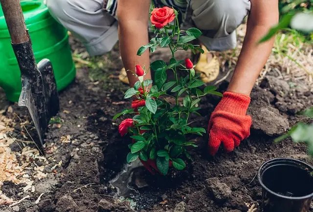 місячний календар, календар садівника, календар городника, місячний календар на квітень 2025 року