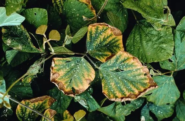 добрива, калійні добрива, особливості внесення калійних добрив, методи внесення калійних добрив, види калійних добрив