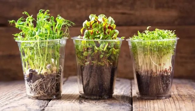 мікрозелень, мікрогрін, вирощування мікрозелені, посадка мікрозелені, догляд за мікрозеленю, бізнес на мікрозелені