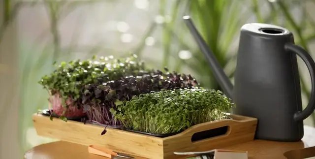 мікрозелень, мікрогрін, вирощування мікрозелені, посадка мікрозелені, догляд за мікрозеленю, бізнес на мікрозелені