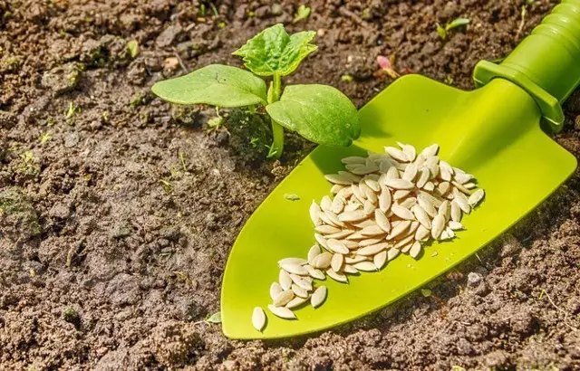 органічне землеробство, вирощування культур без хімії, екологічно чисті овочі без хімії