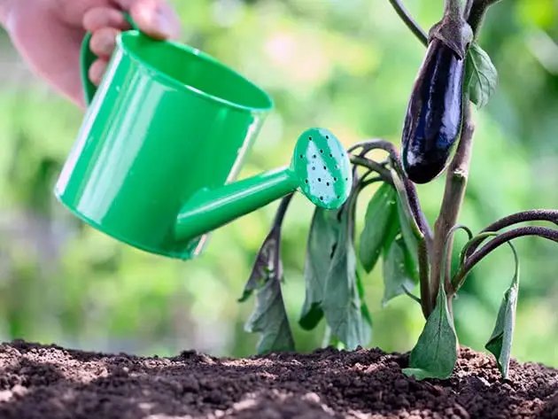 баклажани, вирощування баклажанів, вирощування баклажанів у теплиці, посадка баклажанів у теплиці, догляд за баклажанами у теплиці