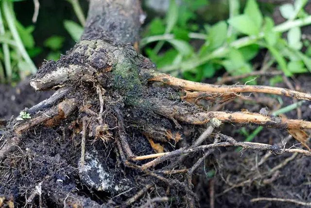 гниль, коренева гниль, коренева гниль у кімнатних рослин, причини появи кореневої гнилі, як боротись з кореневою гнилю