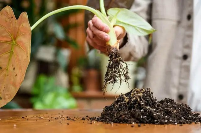 гниль, коренева гниль, коренева гниль у кімнатних рослин, причини появи кореневої гнилі, як боротись з кореневою гнилю