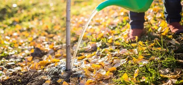 плодові дерева, цвітіння плодових дерев, відтермінування цвітіння плодових дерев, холодний полив, інші способи відтермінування