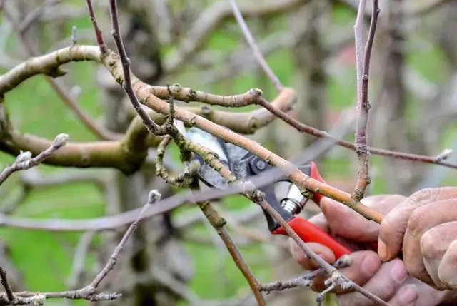 плодові дерева, цвітіння плодових дерев, відтермінування цвітіння плодових дерев, холодний полив, інші способи відтермінування