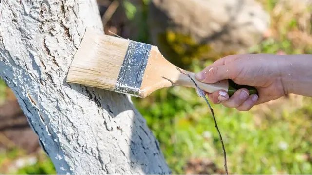 дерева, побілка дерев, весняна побілка дерев, побілка дерев весною, чи потрібно робити побілку дерев у квітні