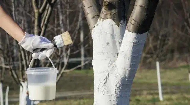 дерева, побілка дерев, весняна побілка дерев, побілка дерев весною, чи потрібно робити побілку дерев у квітні