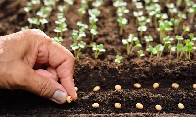 календар, місячний календар, місячний календар садівника, місячний календар городника, місячний календар на травень 2025 року 