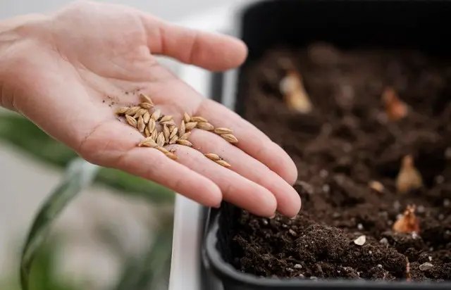 насіння, старе насіння, посів старого насіння, чи варто сіяти старе насіння, ппорощування старого насіння