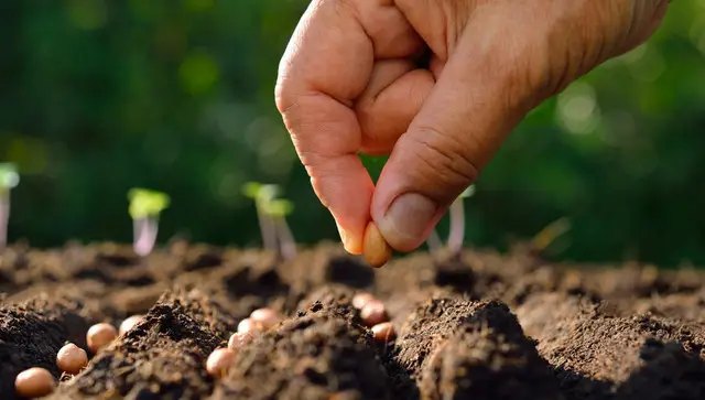 насіння, старе насіння, посів старого насіння, чи варто сіяти старе насіння, ппорощування старого насіння