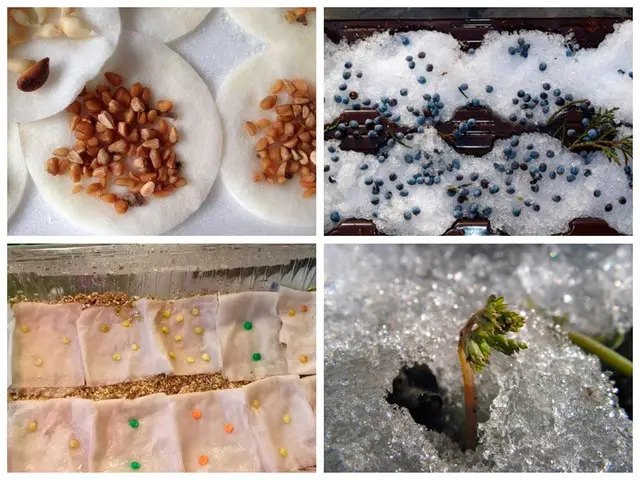 насіння, старе насіння, посів старого насіння, чи варто сіяти старе насіння, ппорощування старого насіння