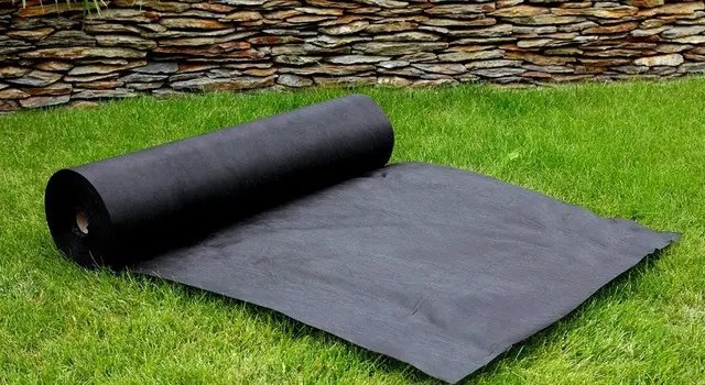 агроволокно, чорне агроволокно, туї, застосування агроволокна для туй, вирощування туй, чи підходить чорне агроволокно для вирощування туї