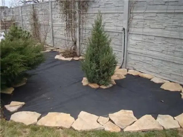 Укладання агроволокна під туями слід проводити поетапно. агроволокно, чорне агроволокно, туї, застосування агроволокна для туй, вирощування туй, чи підходить чорне агроволокно для вирощування туї