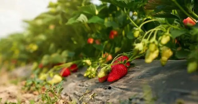 полуниця, вирощування полуниці, грунт для посадки полуниці, готуємо грунт для полуниці та ягід, торф, професійний субстрат