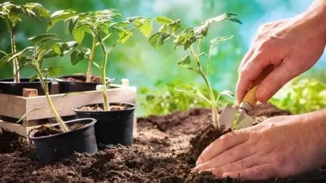 томати, вирощування томатів, розсада томатів, посадка томатів, висадка розсади томатів у відкритий грунт