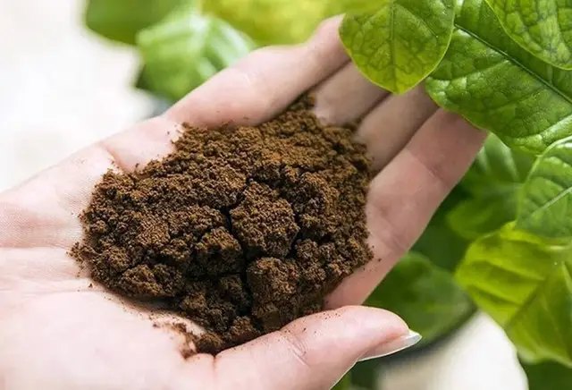 насіння, посів насіння, посів насіння в домашніх умовах, субстрат для посіву, ємність для посіву