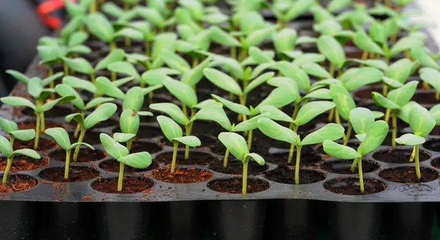 насіння, посів насіння, посів насіння в домашніх умовах, субстрат для посіву, ємність для посіву