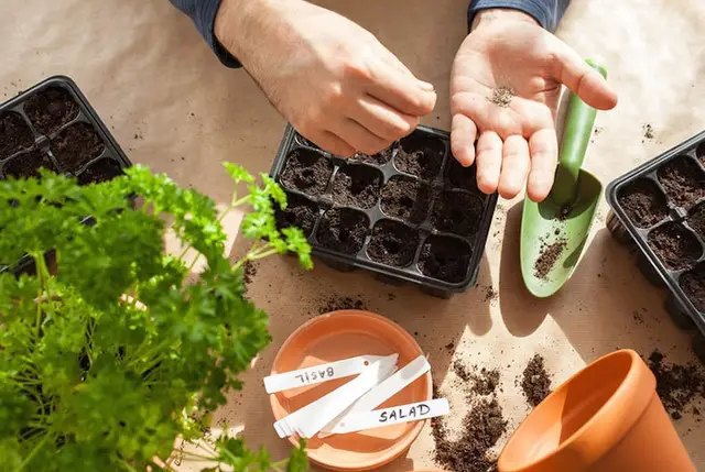 насіння, посів насіння, посів насіння в домашніх умовах, субстрат для посіву, ємність для посіву