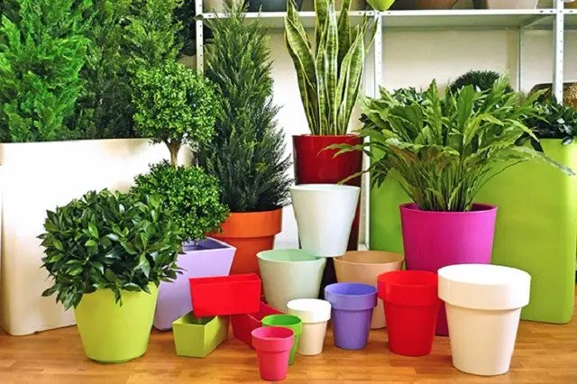 квіти, вирощування балконних квітів, грунт для балконних квітів, грунт для кімнатних рослин, правильний субстрат для кімнатних і балконних квітів