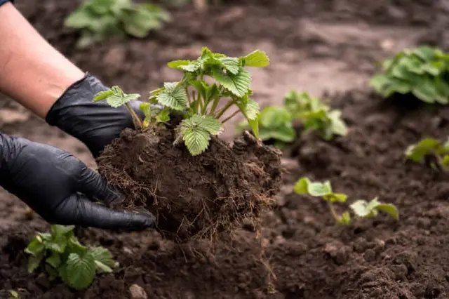 календар, місячний календар садівника, місячний календар городника, місячний календар на червень 2025 року