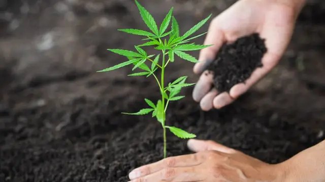 Щоб вибрати правильний грунт для коноплі, необхідно врахувати певні показники. канабіс, вирощування канабісу, посадка канабісу, грунт для канабісу, який субстрат краще обрати для посадки канабісу