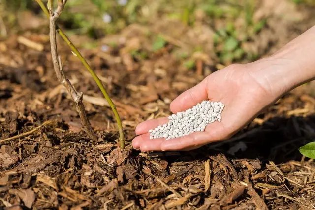 лохина, рододендрон, вирощування лохини, вирощування рододендрона, кислий грунт для лохини та рододендрона