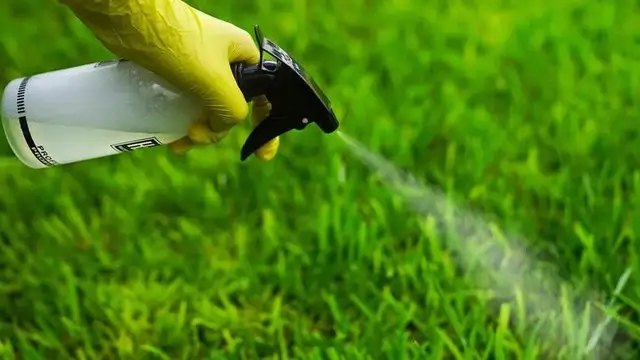 газон, догляд за газоном, догляд за газоном в червні, підживлення газону, особливості підживлення газону у червні