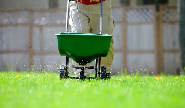 газон, догляд за газоном, догляд за газоном в червні, підживлення газону, особливості підживлення газону у червні