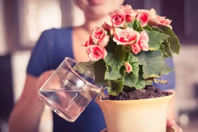 квіти, квіти у кашпо, вирощування квітів у кашпо, догляд за квітами у кашпо, полив, підживлення, захист від спеки