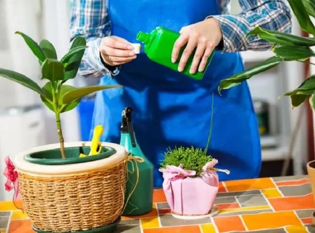 квіти, квіти у кашпо, вирощування квітів у кашпо, догляд за квітами у кашпо, полив, підживлення, захист від спеки