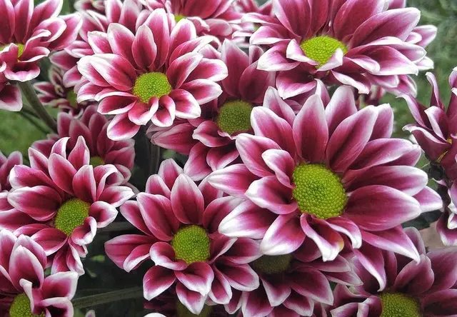 квіти, вирощування квітів, миски для хризантем, вирощування хризантем і мисках, для яких квітів можна використовувати миски для хризантем